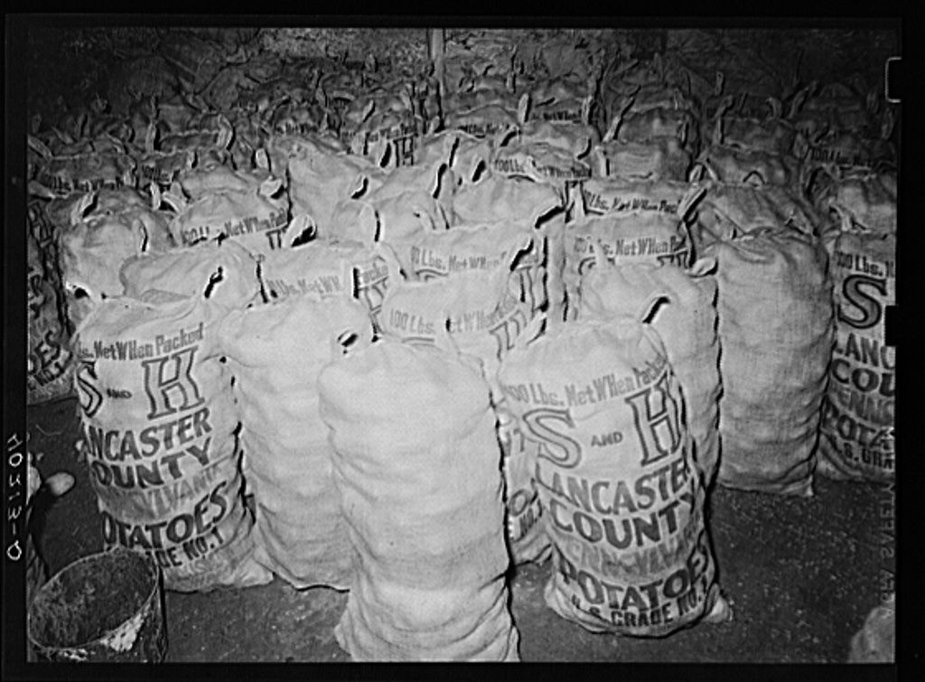 farm1 Potatoes ready for market in potato cellar on Enos royer farm 1938.jpg